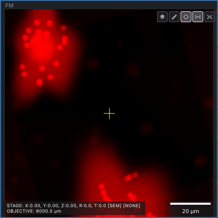 The Microscope tab's fluorescence view: one channel, one frame