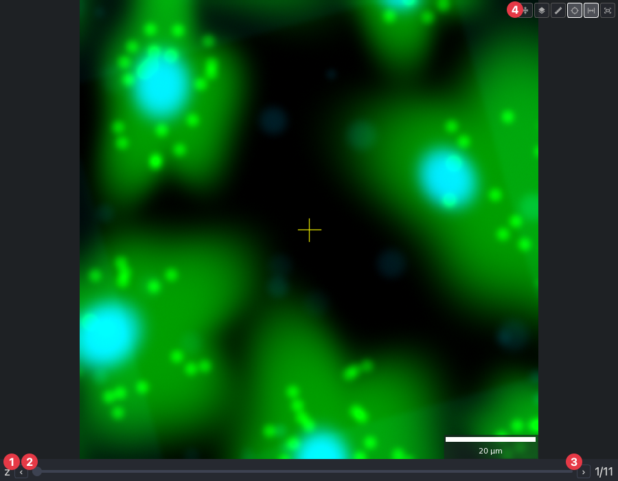 A z-stack in the viewer: previous, slider, next, and max projection